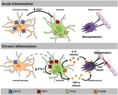 Purinergic Receptors in Neurological Diseases With Motor Symptoms: Targets for Therapy